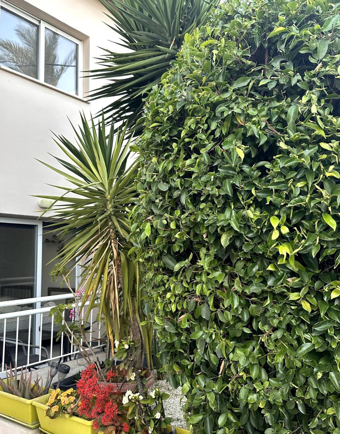 איה נאפה Olymbos Garden Apartment IV מראה חיצוני תמונה